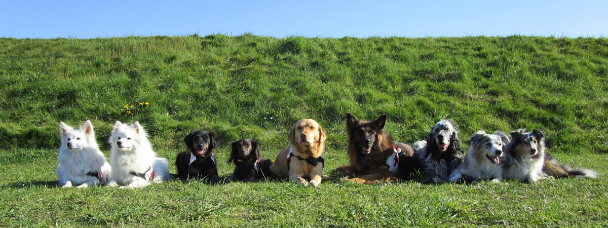 DRK Ortsverein Emtinghausen-Bahlum Hunde